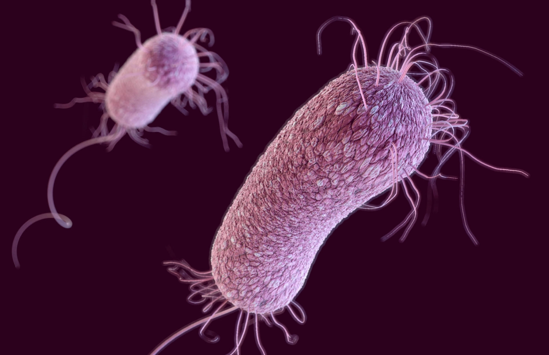 Bakteriler de Bellek Sahibi!